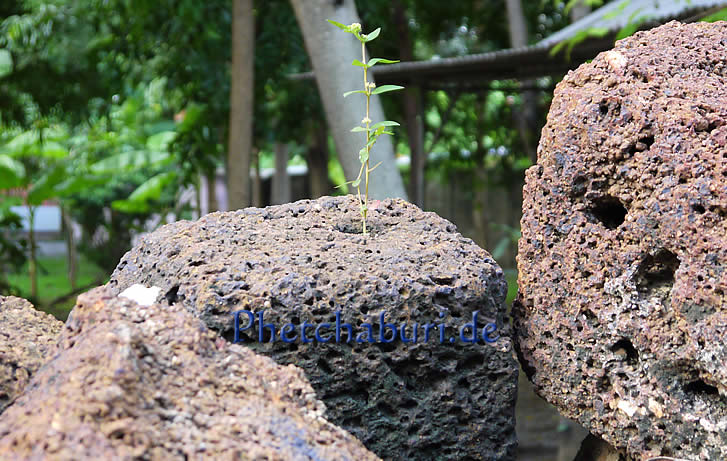 Pflanze wchst in antiker Khmer Tempelruine