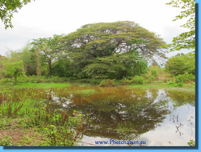 Alter Baum im Waldpark Cha-Am Thailand