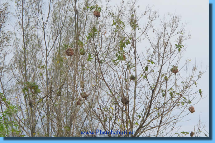 Vogelnest im Waldpark Cha-Am